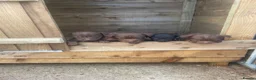 Patterdale Terrier dogs for sale: Patterdale terrier pups in Gravesend - Advert 8