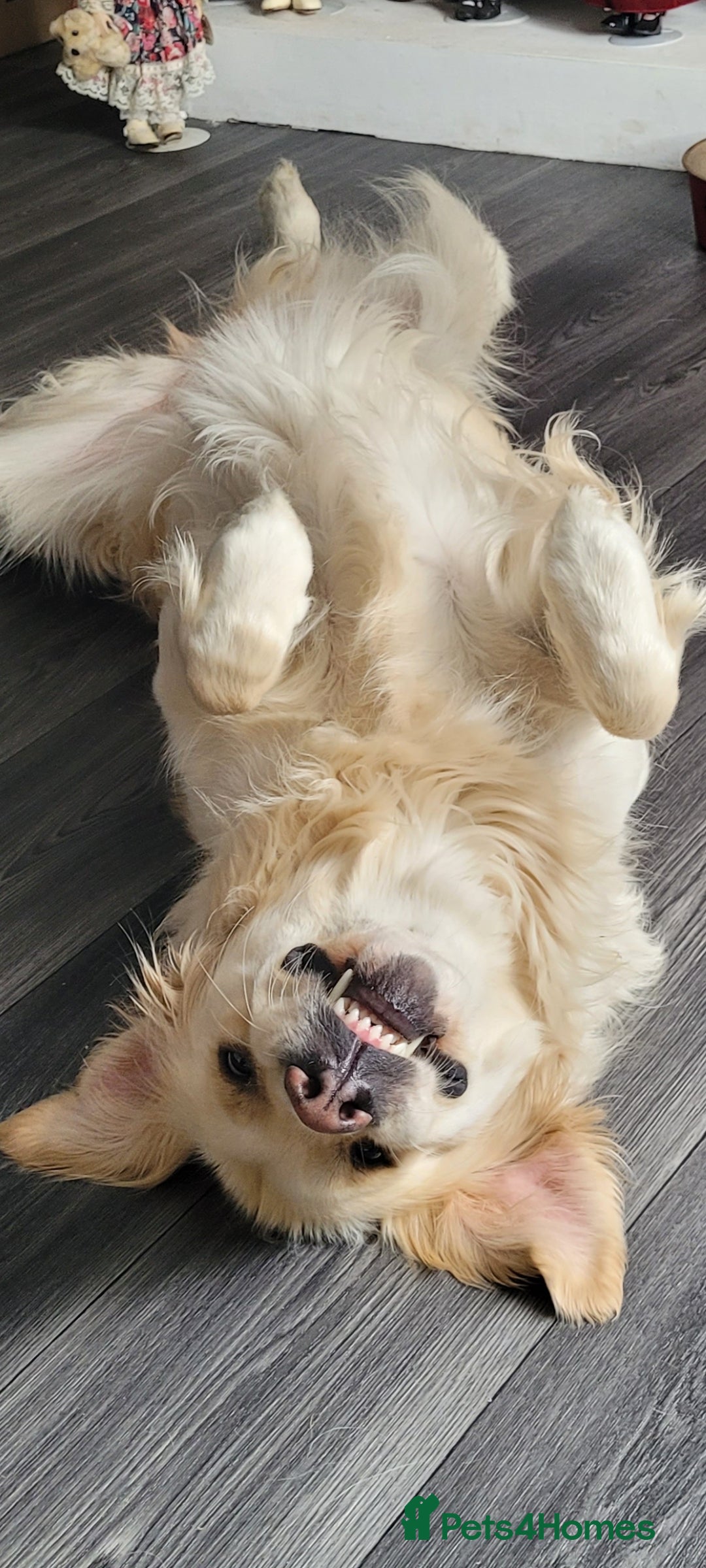 Golden Retriever dogs for sale: Beautiful golden retriever puppies - Image 3