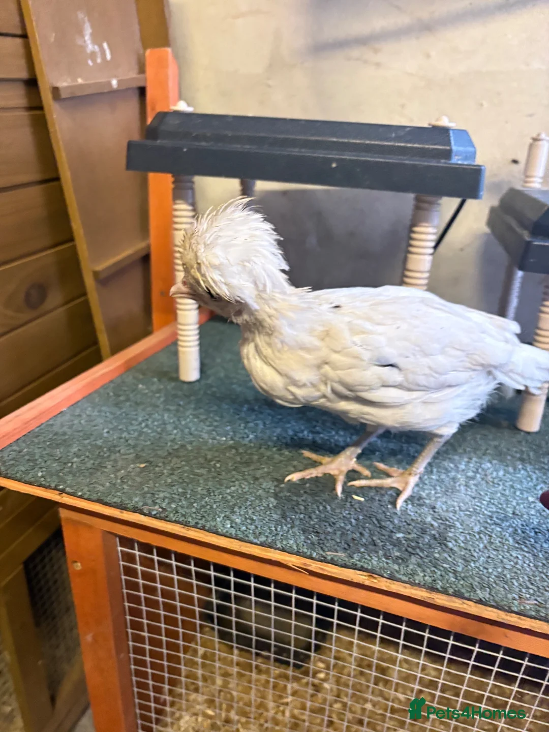 Chickens poultry for sale: Two polish fritz and two silkies for sale  in Bridgend - Advert 11