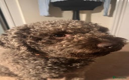 Lagotto Romagnolo dogs for sale: Lagotto Romagnolo, pure breed, KC reg litter - Image 11
