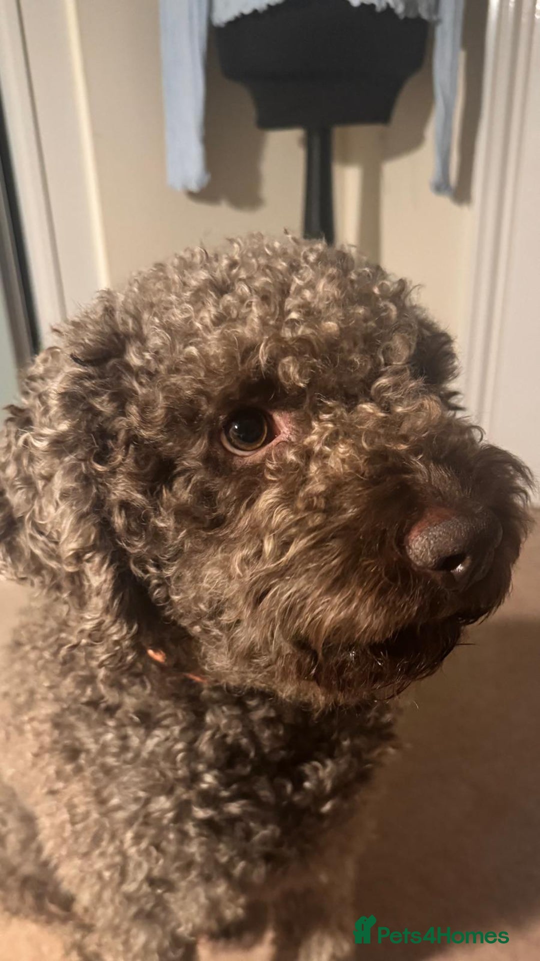 Lagotto Romagnolo dogs for sale: Lagotto Romagnolo, pure breed, KC reg litter - Image 11