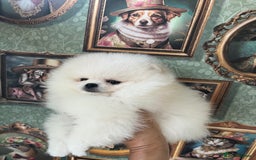 Pomeranian dogs for sale: Amazing Pom Puppies from Five Star breeder.  - Image 14