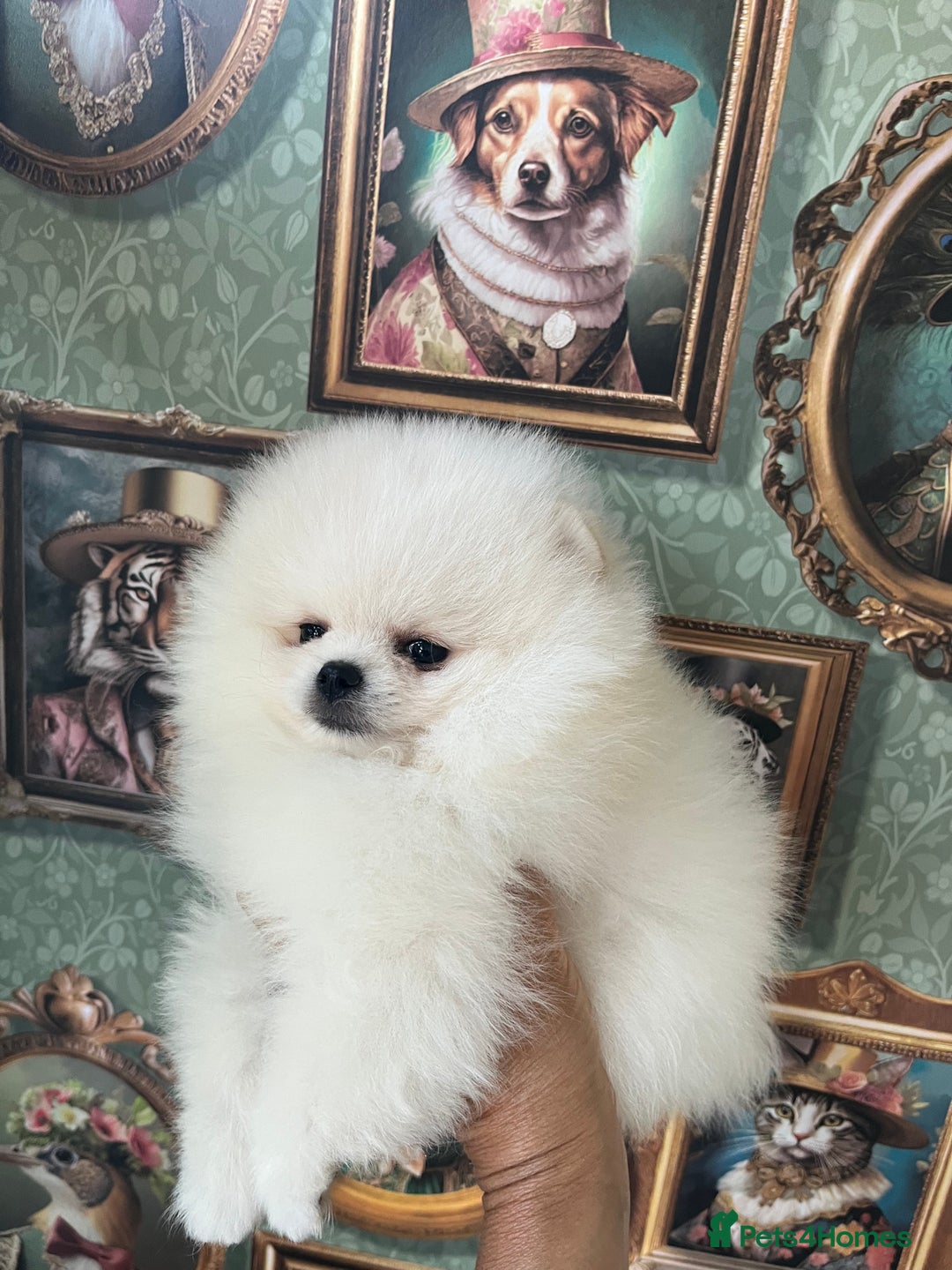 Pomeranian dogs for sale: Amazing Pom Puppies from Five Star breeder.  - Image 14