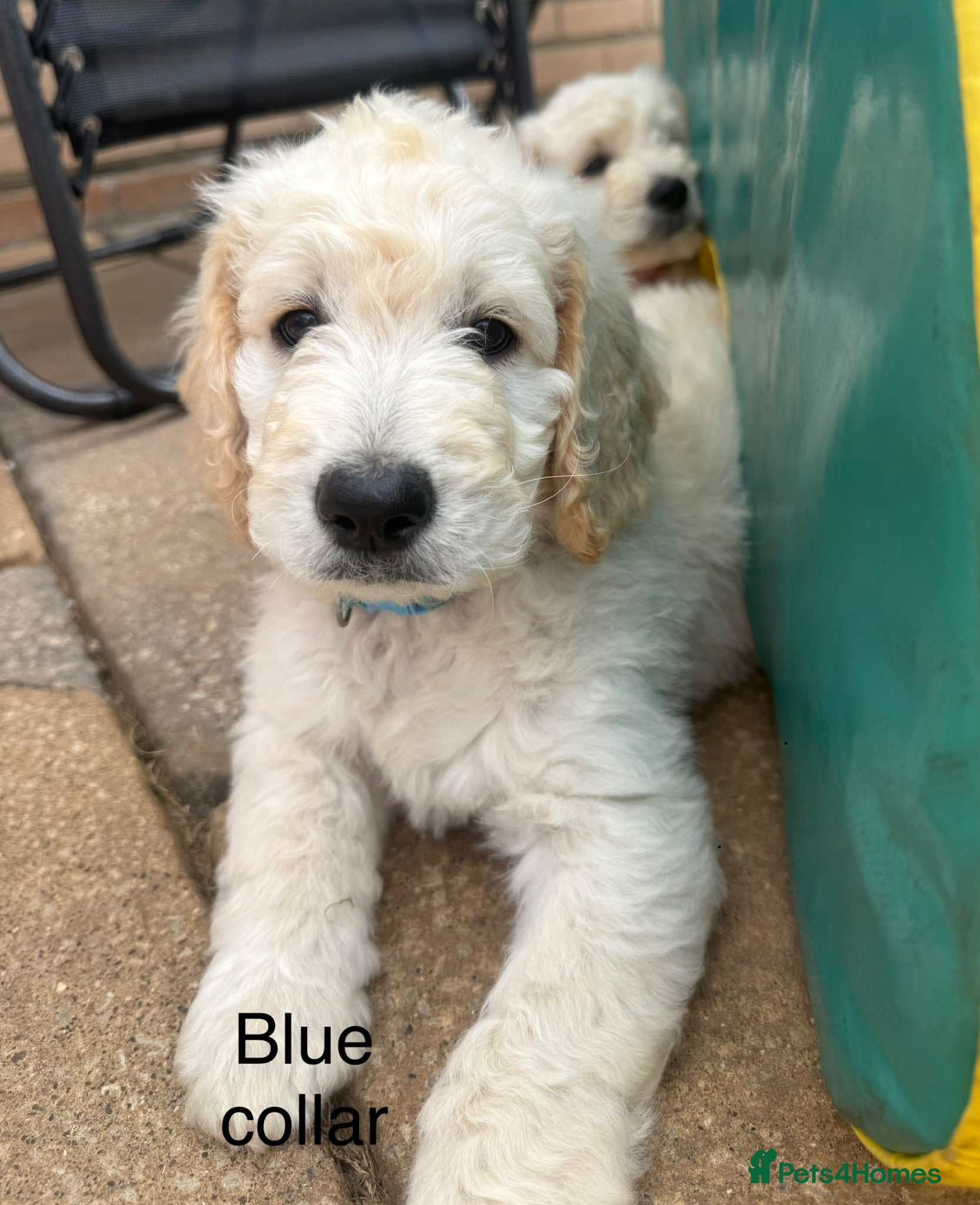 Goldendoodle dogs 🐾 Goldendoodle Puppies ready for forever homes 🐾 - Advert 2
