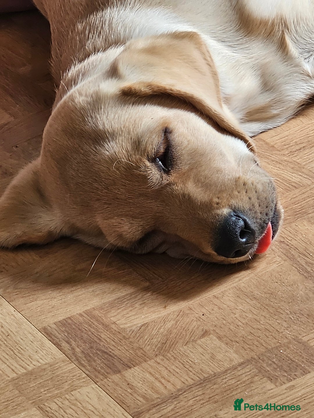 Labrador Retriever dogs for sale: Labrador pup  - Image 3
