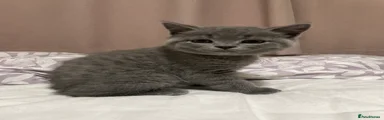 Mischief 