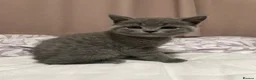 British Shorthair cats for sale: Adorable & well socialised British Blue Kittens in Sittingbourne - Advert 4
