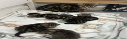 Mixed Breed cats for sale: Mixed tabby and bengal kittens  in Tamworth - Advert 3