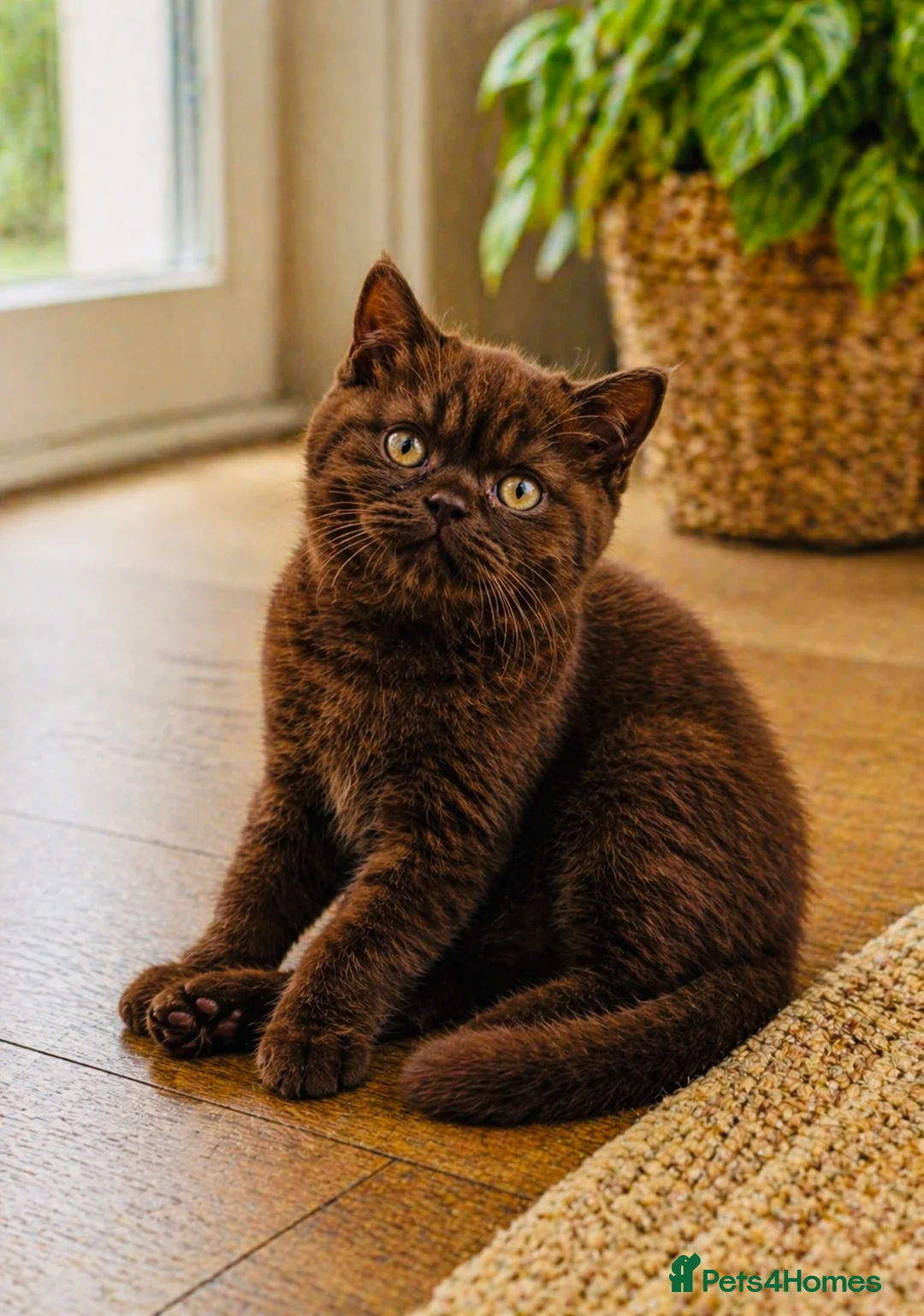 British Shorthair cats for sale: 8 Week Old Chocolate British Shorthair Boy  in Blackburn - Advert 1