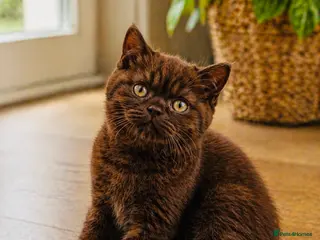 British Shorthair cats 8 Week Old Chocolate British Shorthair Boy - Advert 16