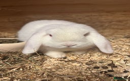 Dwarf Lop rabbits for sale: 1 male REW drawf lop - Image 3