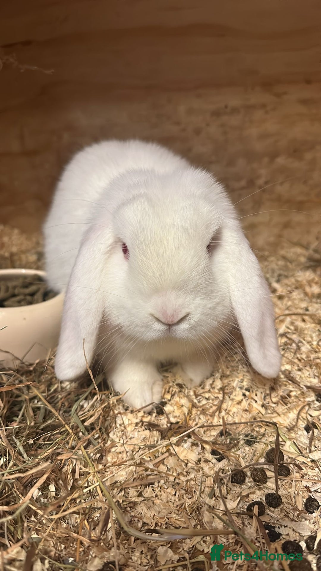 Dwarf Lop rabbits for sale: 1 male REW drawf lop - Image 3