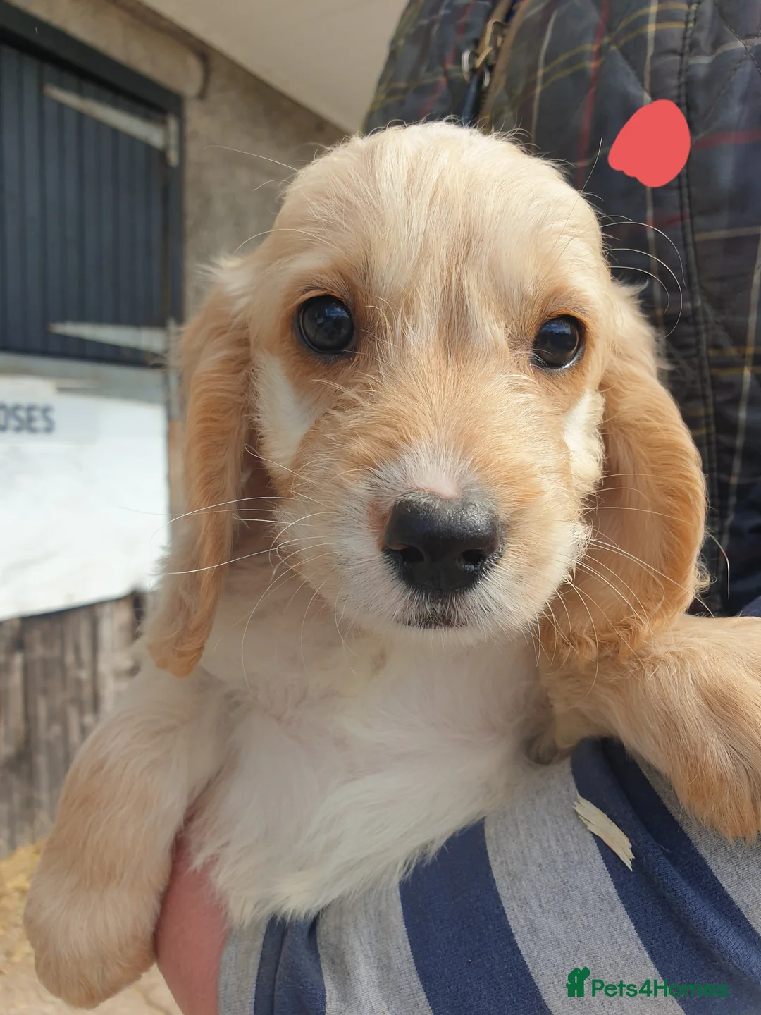 Cockapoo dogs for sale: Beautiful cockerpoos  - Advert 8