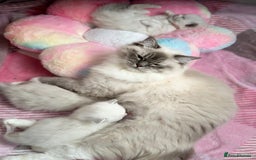 Ragdoll cats for sale: Beautiful pedigree kittens, show quality 💎❤️💎 - Image 35