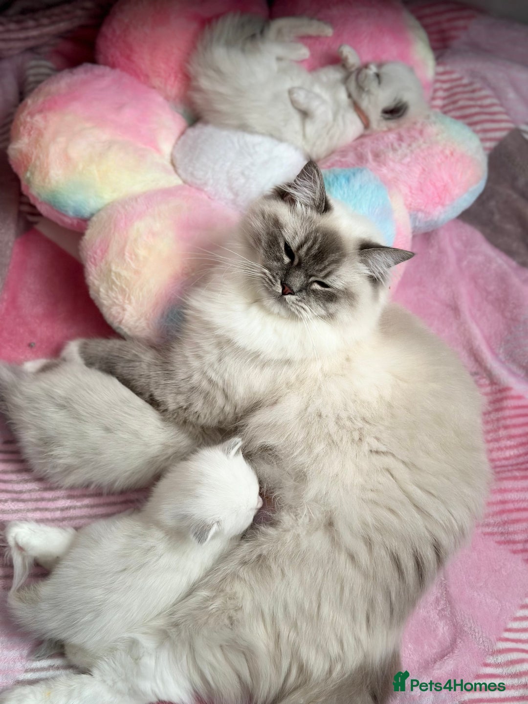 Ragdoll cats for sale: Beautiful pedigree kittens, show quality 💎❤️💎 - Image 35