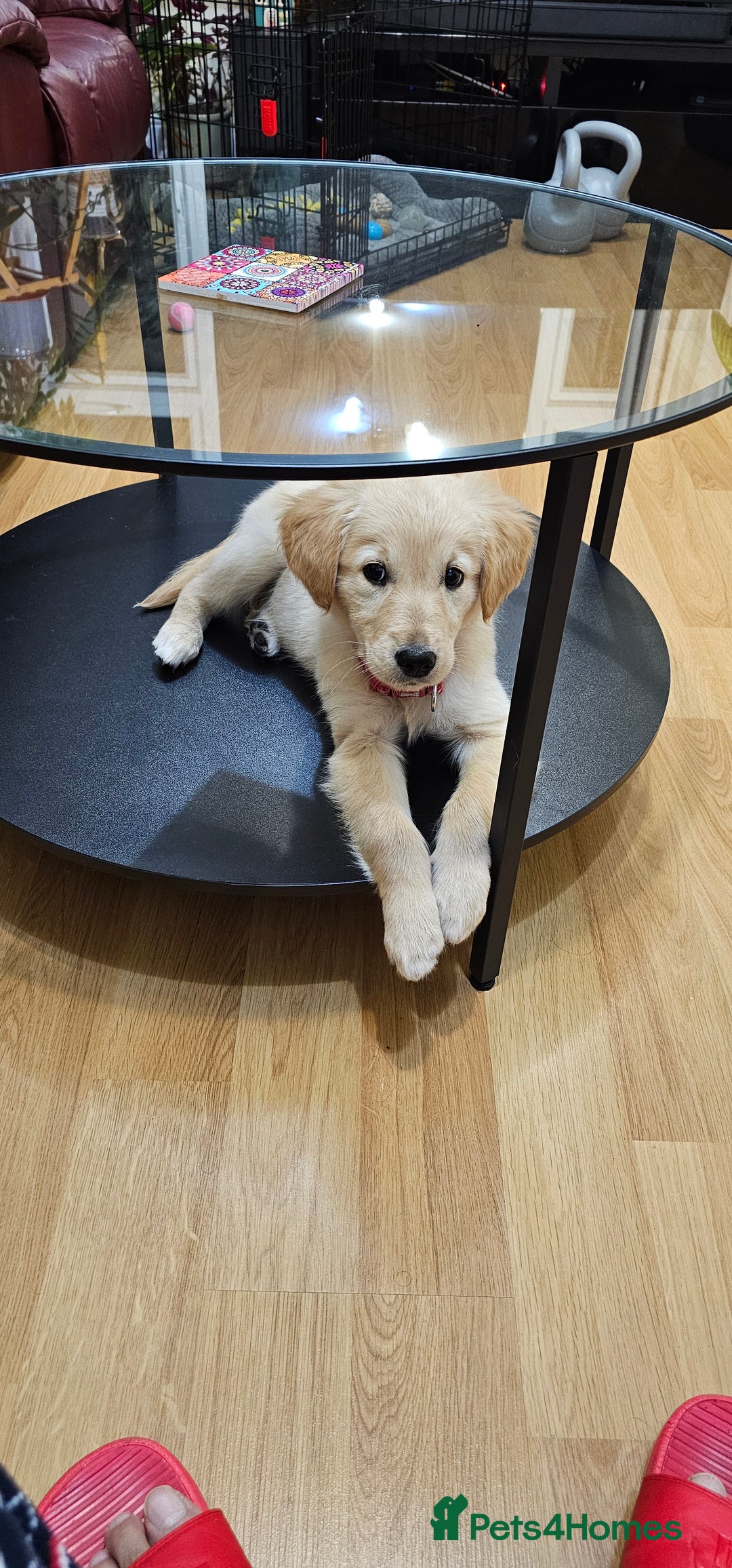 Golden Retriever dogs for sale: Beautiful Male Golden Retriever Puppy for Sale - Advert 7