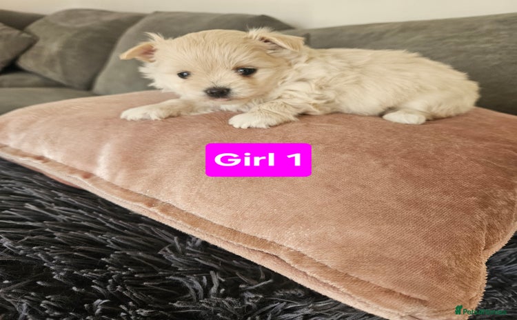 Maltipoo dogs - Advert 8