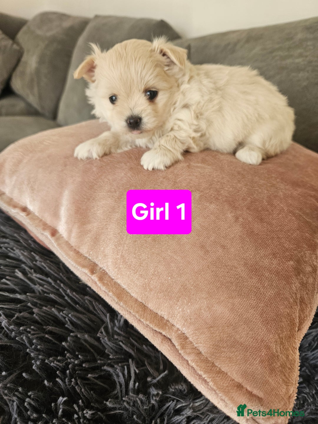 Maltipoo dogs for sale: F1 dna tested maltipoos - Image 1