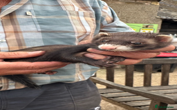 Ferret rodents for sale: Polecat Jills - Image 2