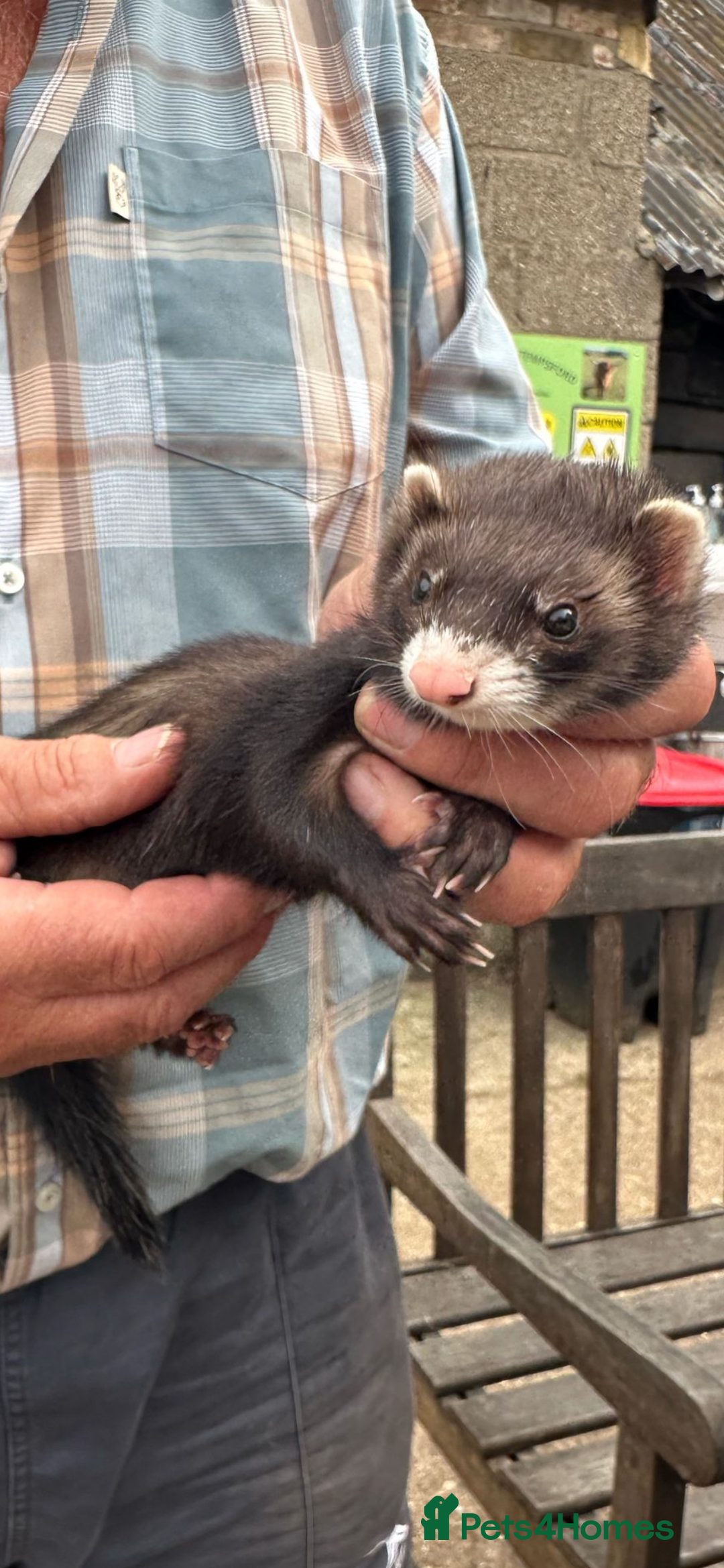 Ferret rodents for sale: Polecat Jills - Image 2
