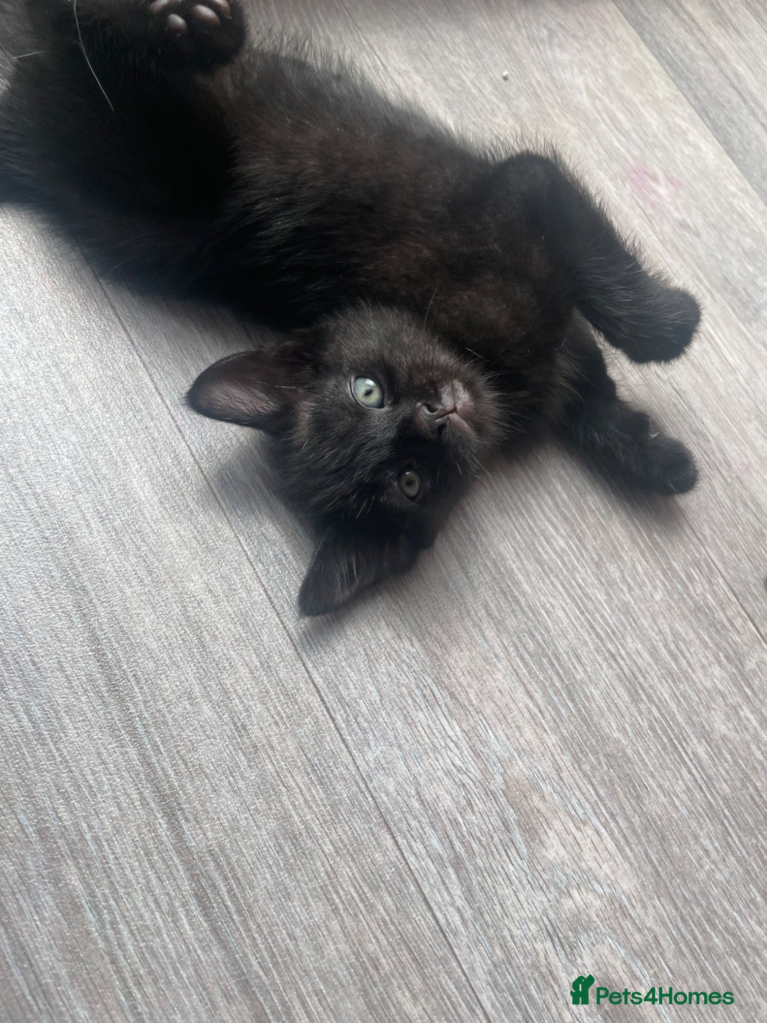Mixed Breed cats for sale:  Black/dark brown mackerel tabby - Advert 2