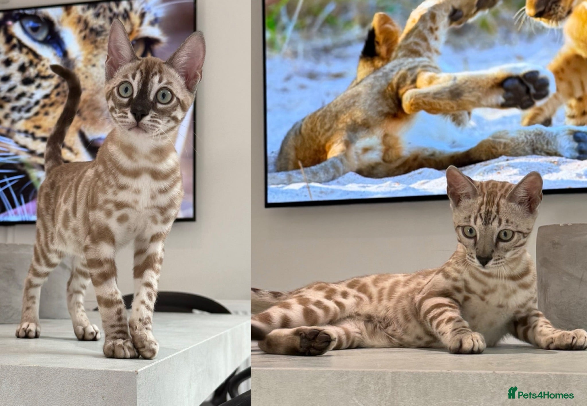 Bengal cats Two Kittens Left! Full Pedigree Snow TICA Bengals - Advert 1