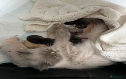 Persian cats for sale: 🐾 Adorable Persian Chinchilla Kittens  - Image 1
