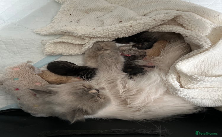 Persian cats for sale - Advert 1
