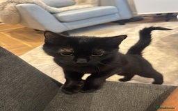 Domestic Shorthair cats for sale: Co co & Chia  - Image 5