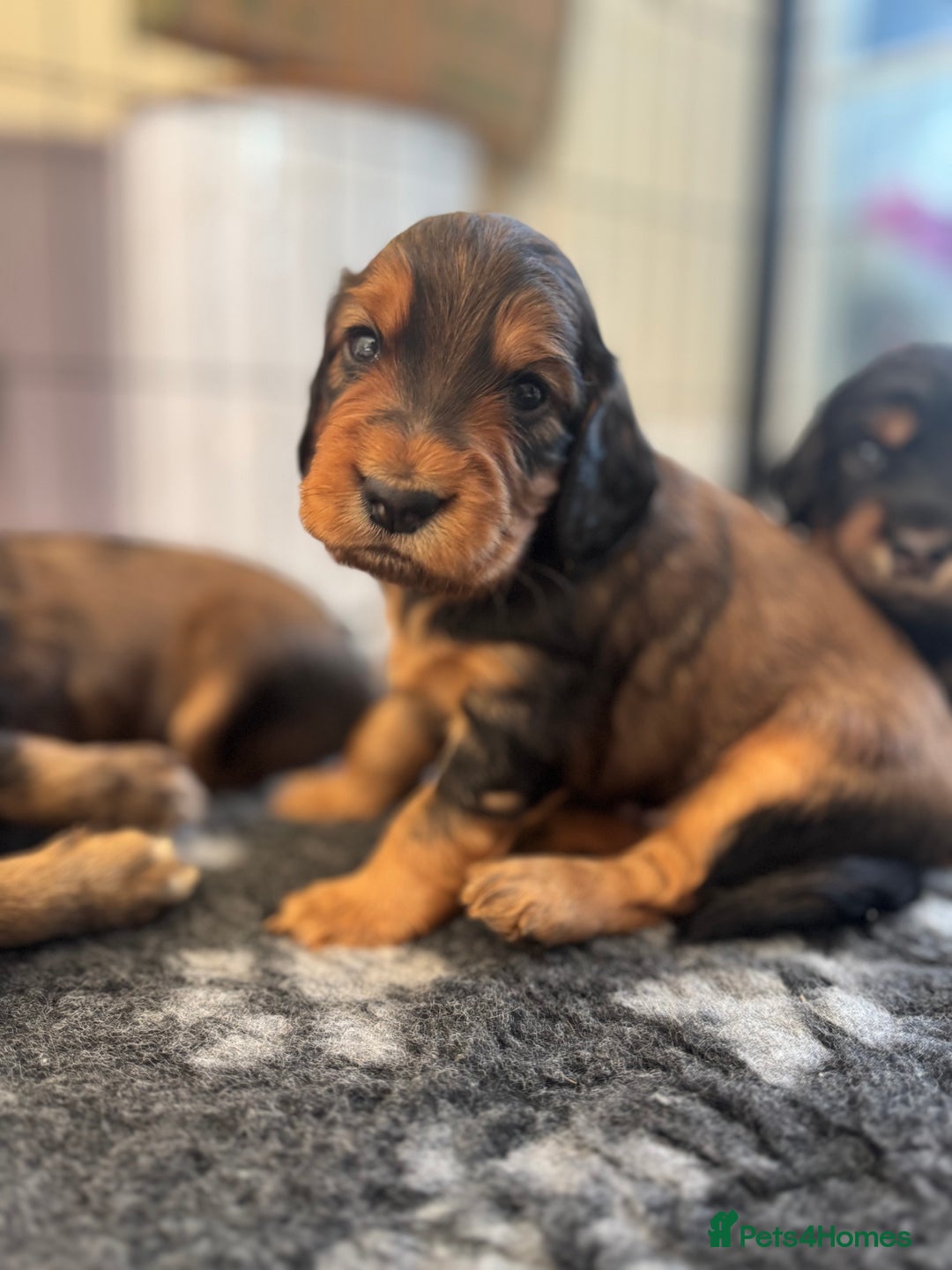 Cocker Spaniel dogs for sale: Working cocker spaniels - Image 4