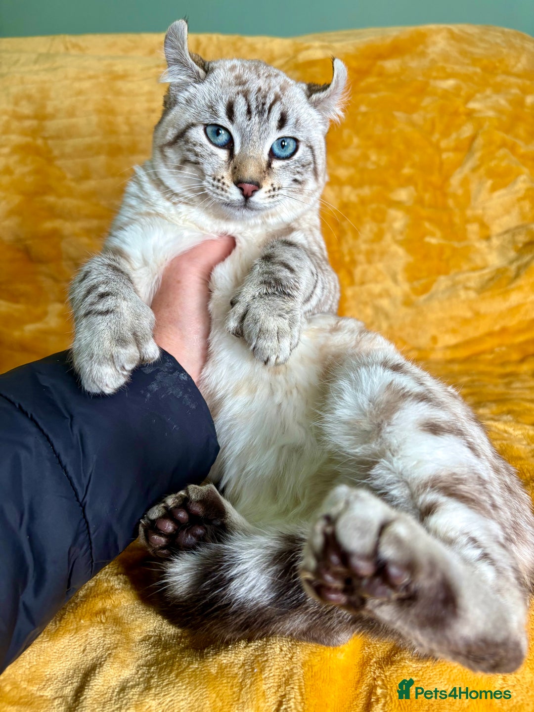 Keetso cats for sale: Super wild looking poly curled eared leopard  - Advert 3