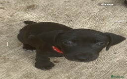 Mixed Breed dogs for sale: READY TO GO! Jack Russell x Cocker Spaniel pups  - Image 11