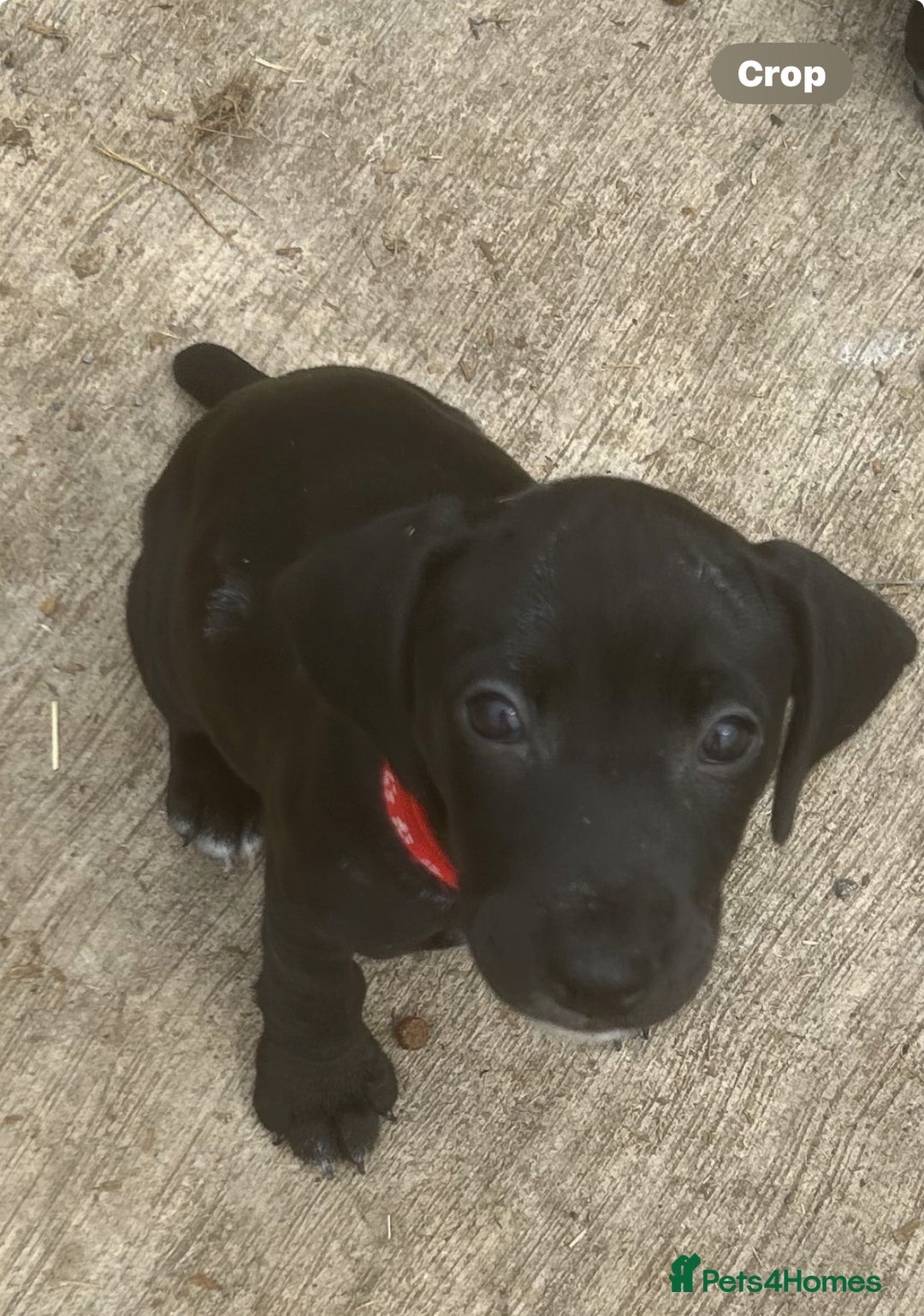 Mixed Breed dogs for sale: READY TO GO! Jack Russell x Cocker Spaniel pups  - Image 11