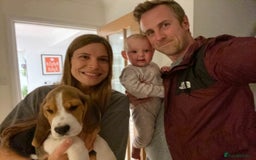 Beagle dogs for stud: Pedigree Beagle for Stud in Aldershot - Image 17