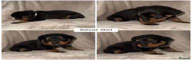 Silver Girl