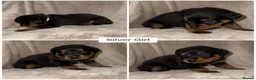 Rottweiler dogs for sale: ✨✨Beautiful Chunky Rottweiler Puppies✨✨ - Advert 6