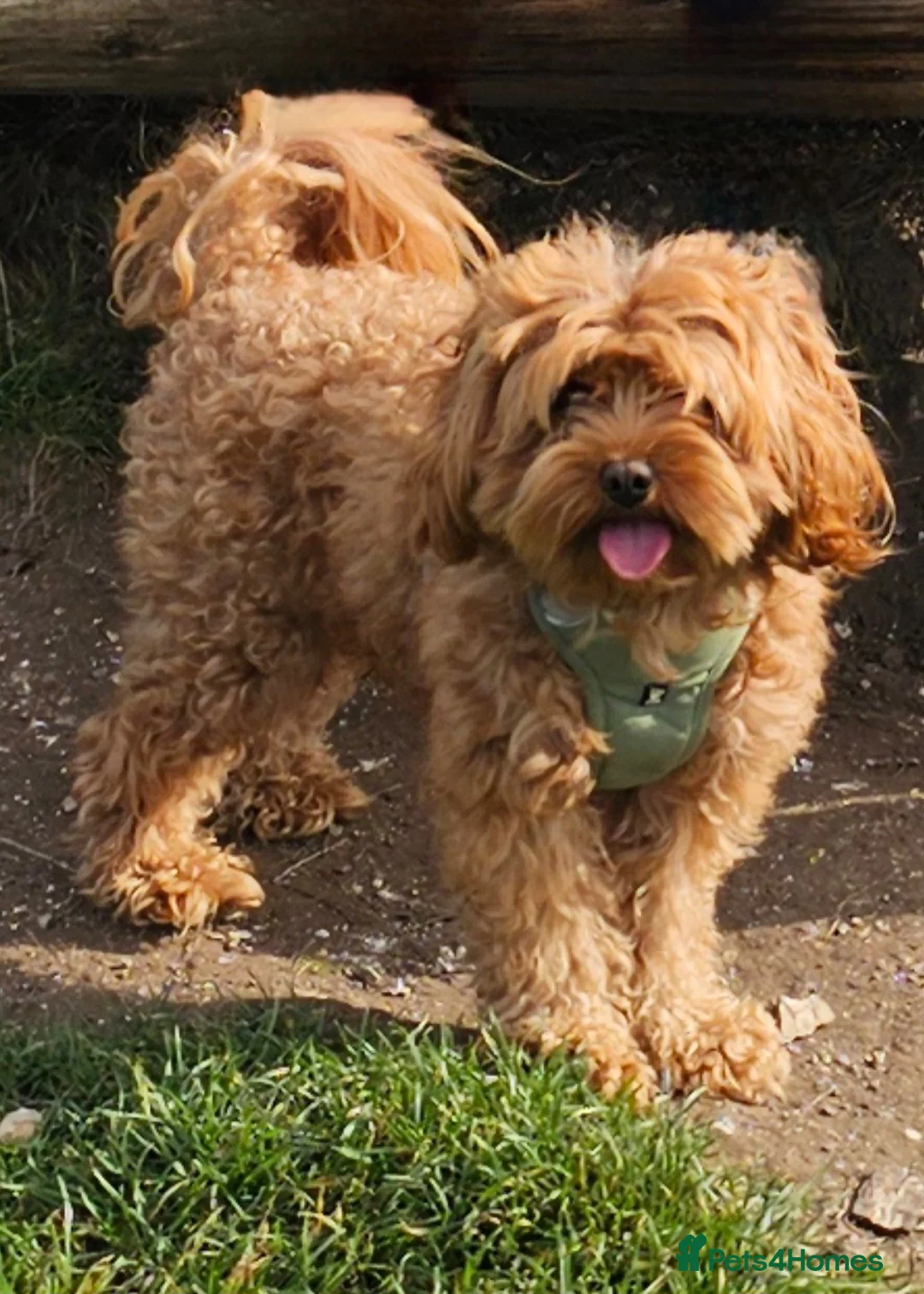 Cavapoo dogs for stud: Arlo for stud - Advert 10