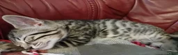 Bengal cats for sale: 4x Girls & 4x Boys – Stunning Bengal cross Kittens - Advert 28