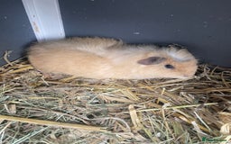 Guinea Pig rodents for sale: Baby Guineapigs female short haired  in Stoke-on-Trent - Image 2