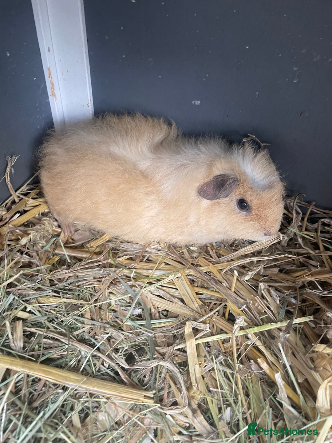 Guinea Pig rodents for sale: Baby Guineapigs female short haired  in Stoke-on-Trent - Image 2