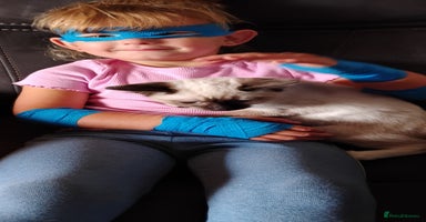 Ragdoll cats - Advert 5