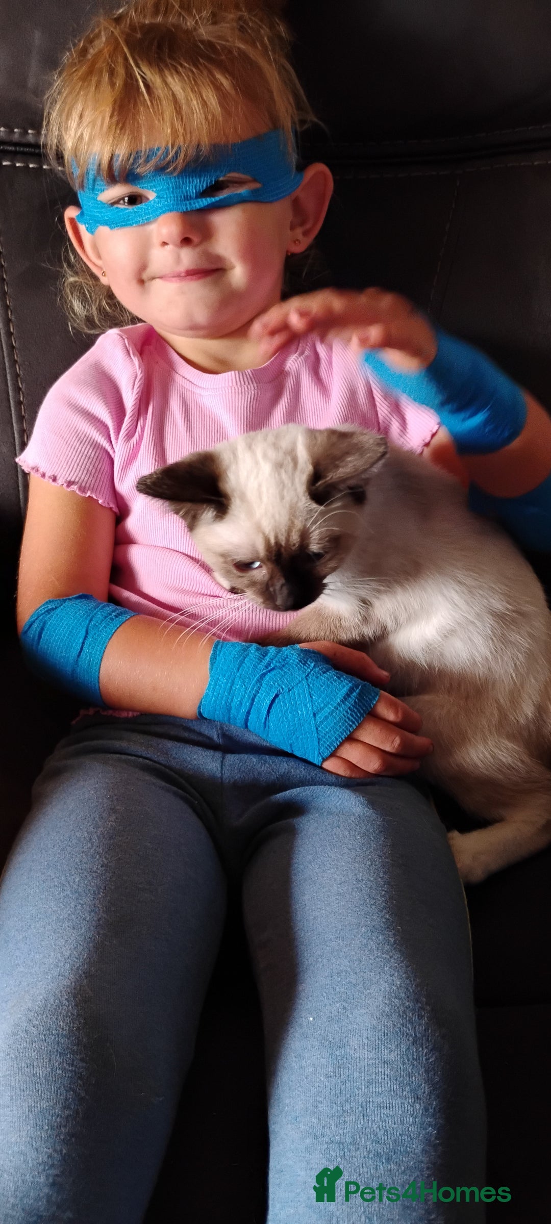 Ragdoll cats for sale: Ragdoll X Siamese kittens - Image 3