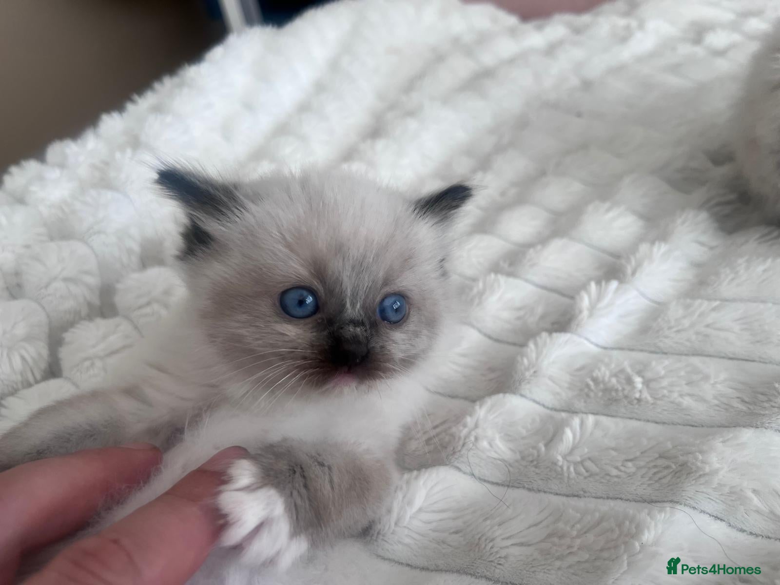 Ragdoll cats  Gorgeous seal mitted Ragdoll kittens for sale - Advert 1