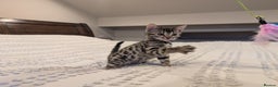 Bengal cats for sale: 🖤🤎 Gorgeous Bengal Kittens 🤎🖤 - Advert 5