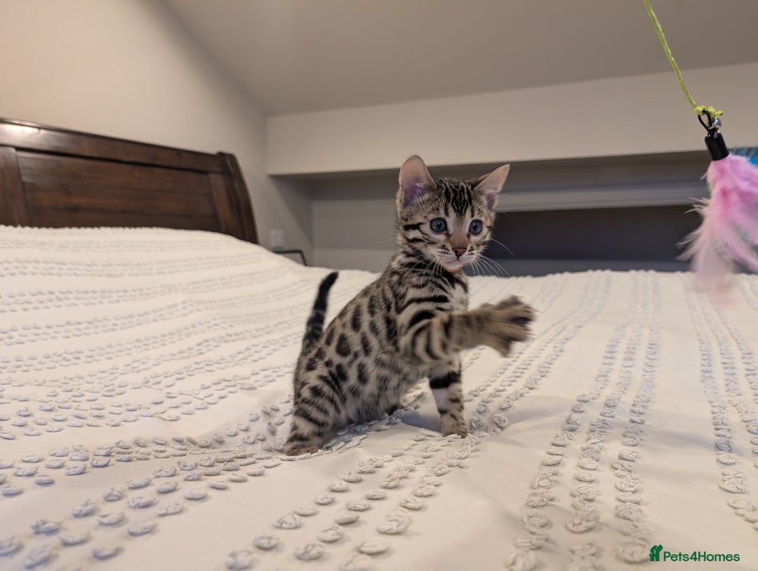 Bengal cats for sale: 🖤🤎 Gorgeous Bengal Kittens 🤎🖤 - Advert 5