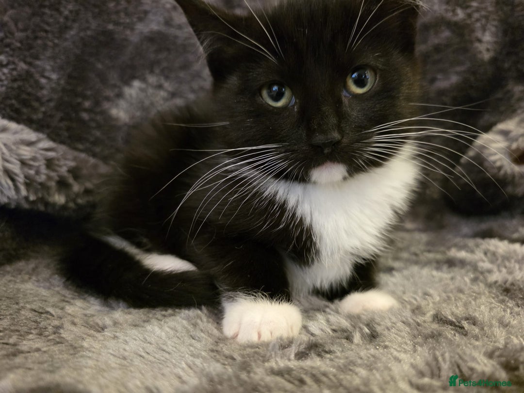 Ragdoll cats for sale: Rehomed  - Advert 12