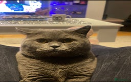 British Shorthair cats for sale: British short hair male - Image 2