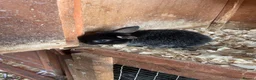 Mini Lop rabbits for sale: Otter mini lop kits - Advert 5
