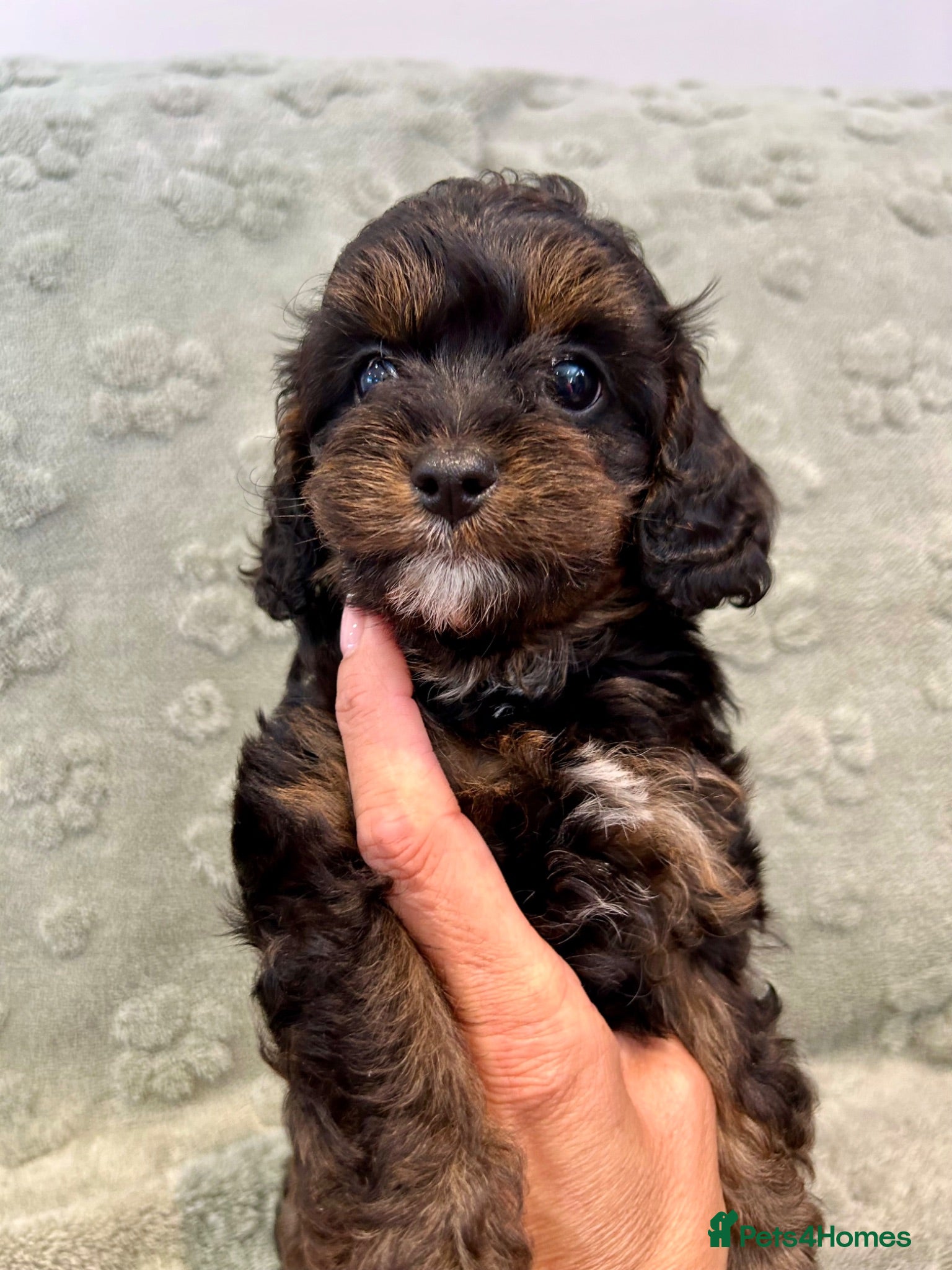 Cavapoo dogs 5🌟licensed cavapoo puppies  - Advert 2