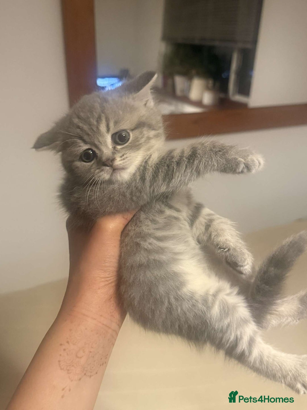 British Shorthair cats for sale: RARE LILAC COLOURPOINT BRITISH SHORT HAIR KITTENS  - Image 9